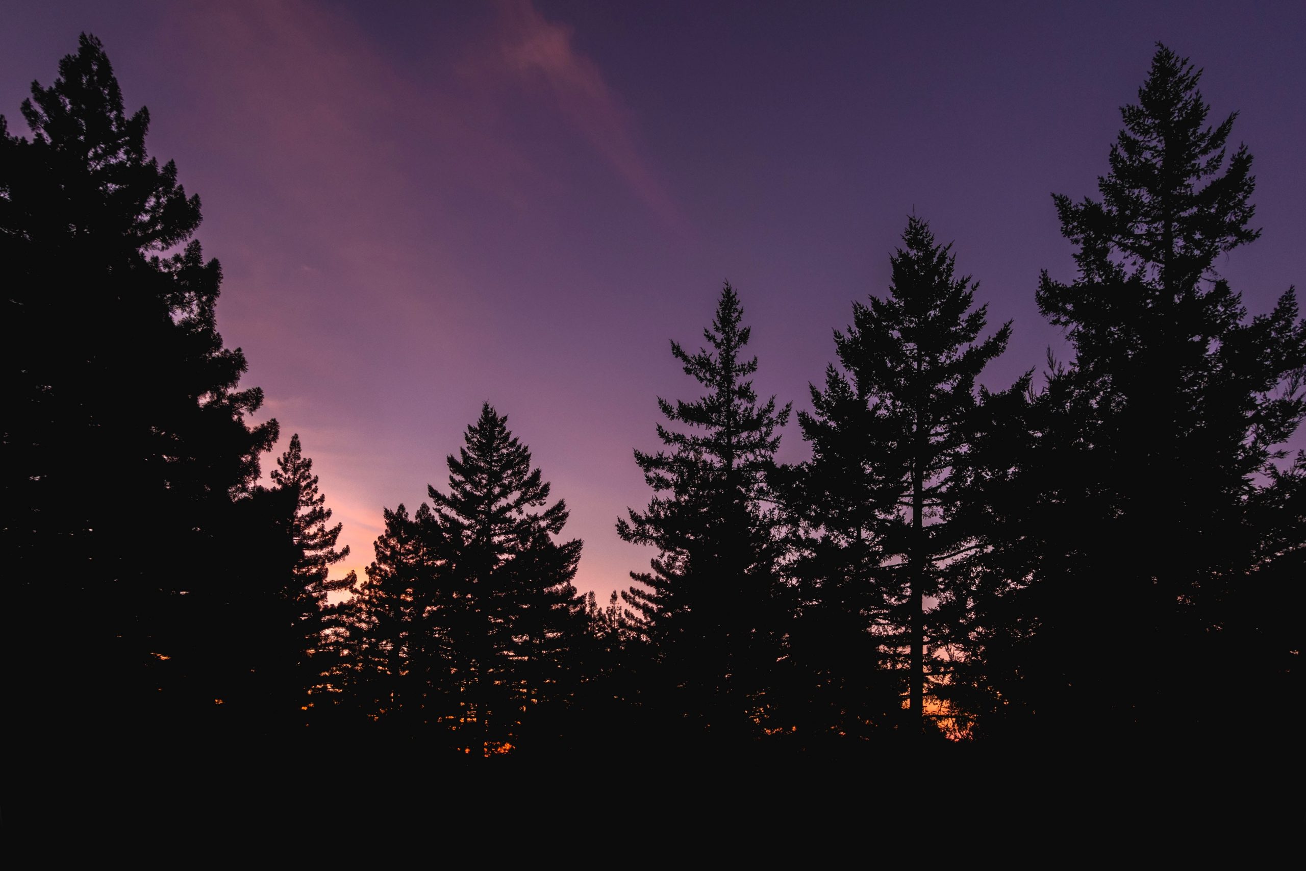 Silhouette of pine trees against a purple evening sky